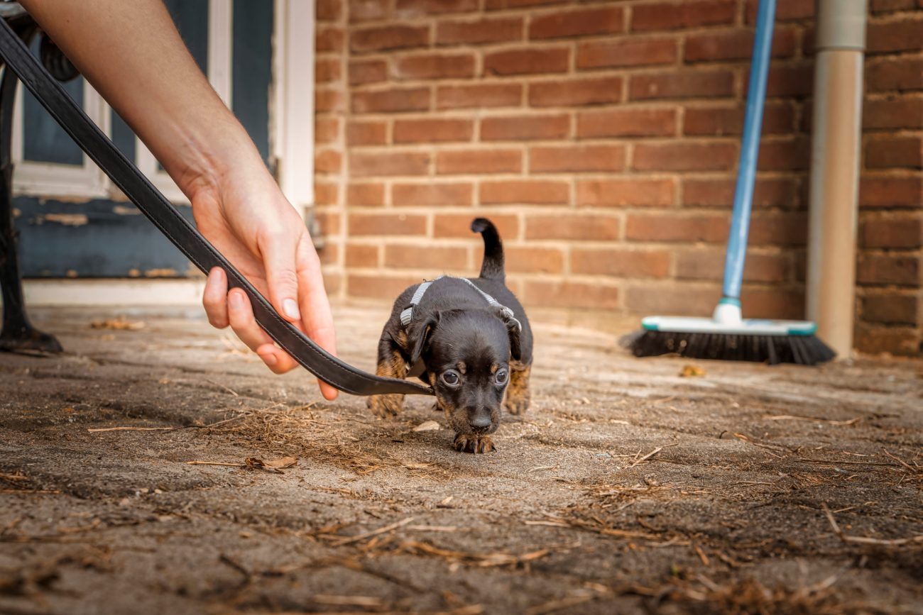 Small black and brown puppy on a leash being led across a dirt surface outside a brick building.