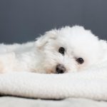 784993 - Candolotón | CR Diario White fluffy puppy resting on a soft cream blanket, gazing at the camera