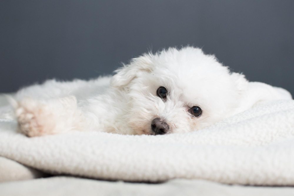 784993 - Candolotón | CR Diario White fluffy puppy resting on a soft cream blanket, gazing at the camera